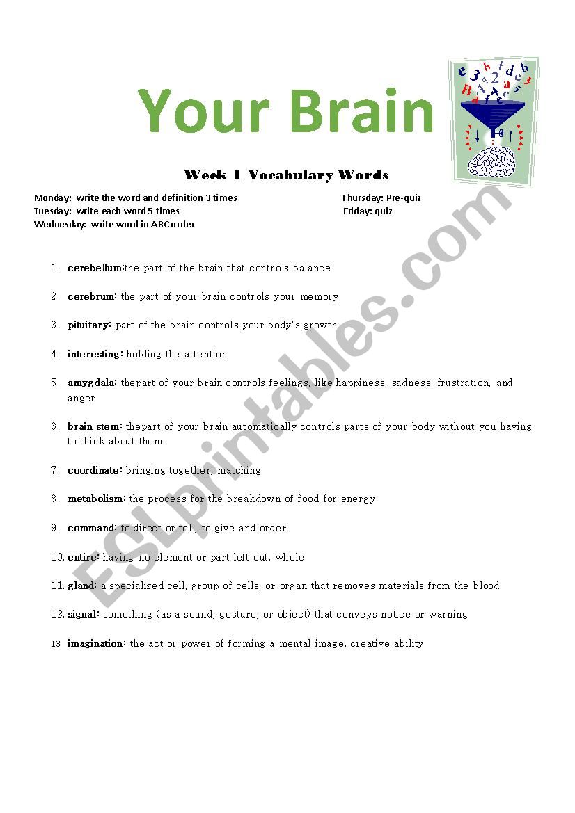 Your Brain Vocabulary Words worksheet