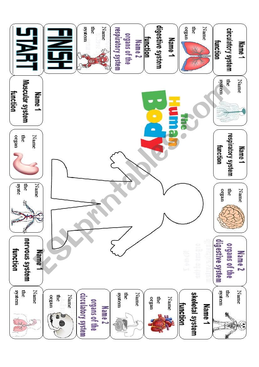 Human Body Systems Game worksheet