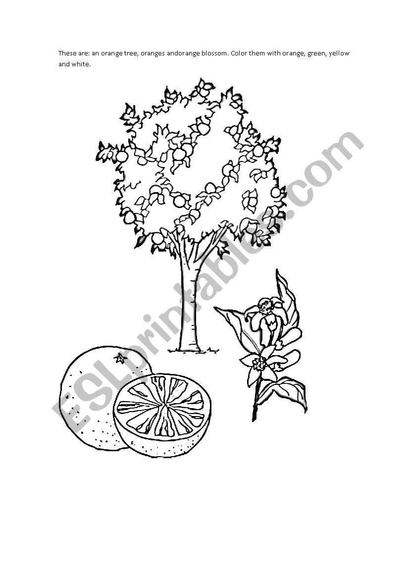 Fruit orange- coloring oranges, orange tree and orange blossom