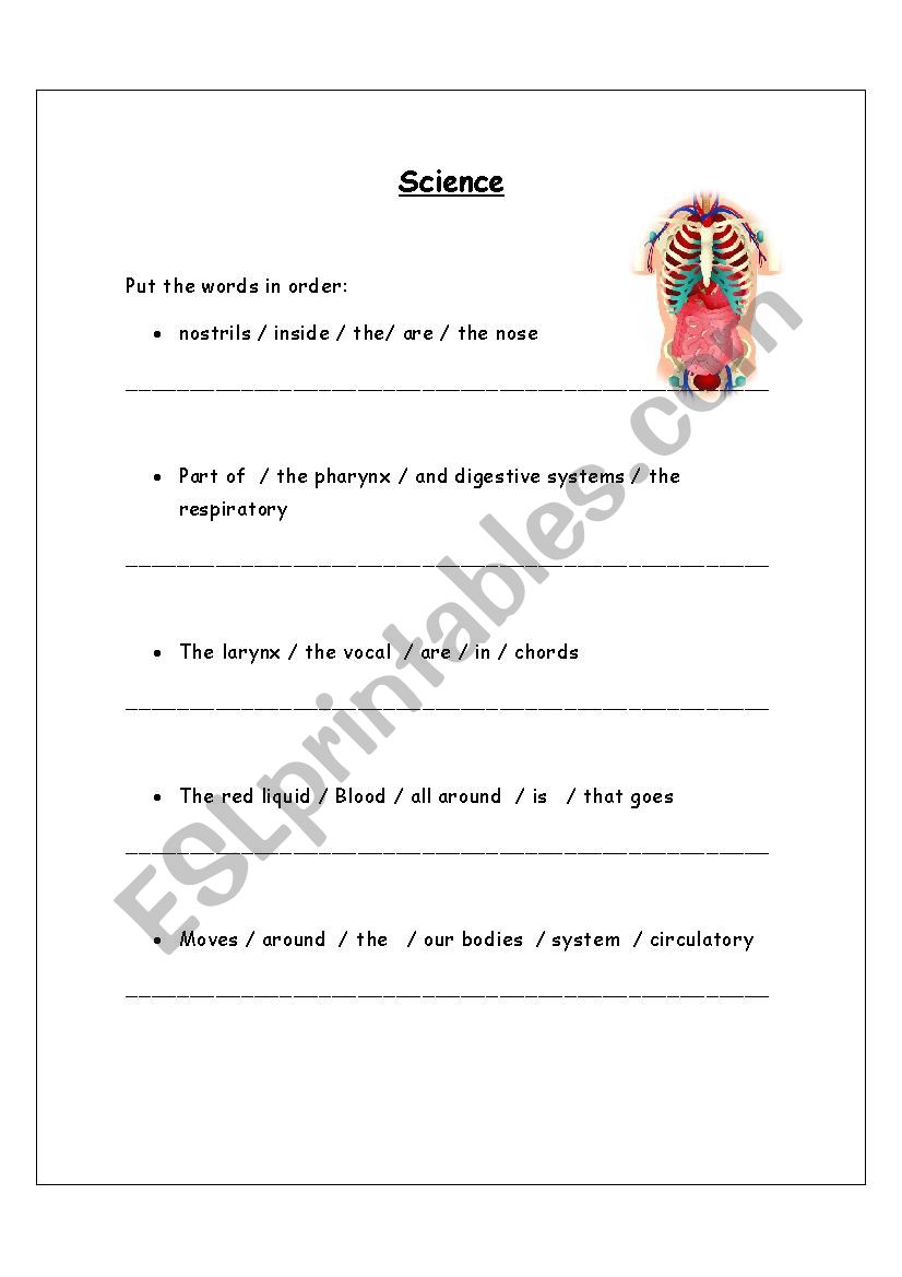 Human System  worksheet