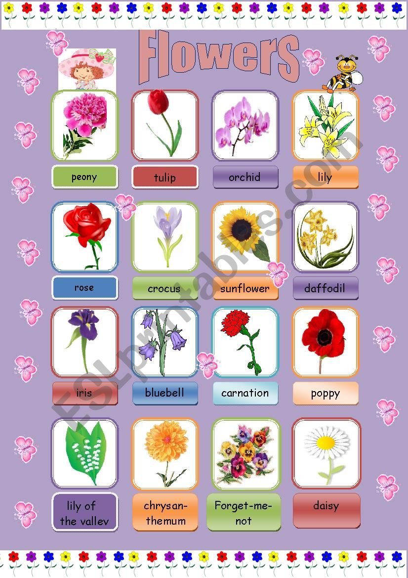 flowers worksheet