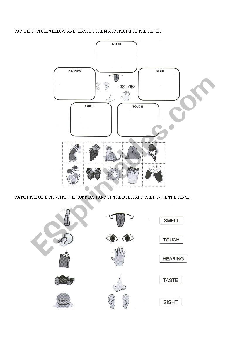 THE FIVE SENSES worksheet