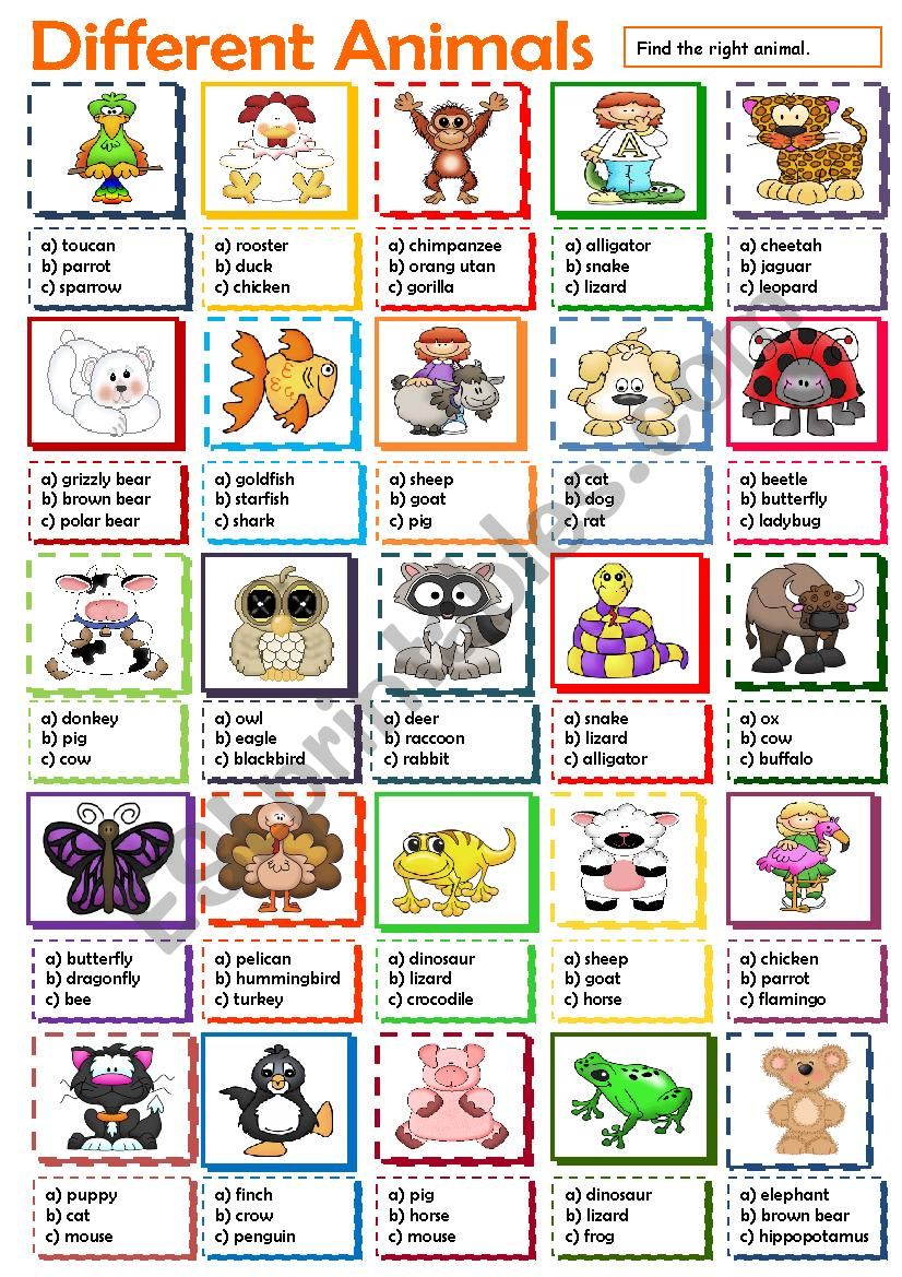 Different Animals worksheet