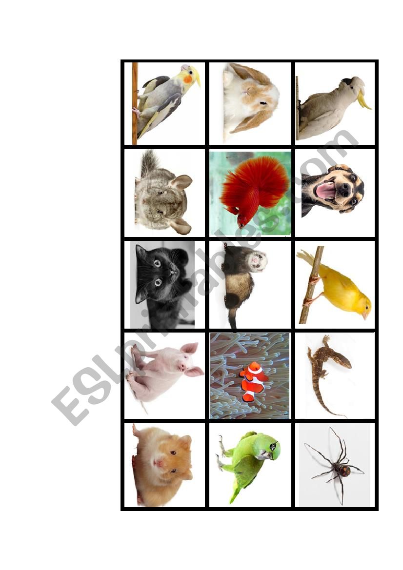 Memory game - animals - pets worksheet