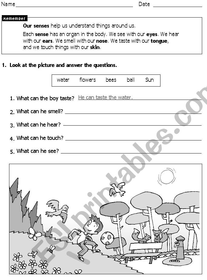 Our senses worksheet