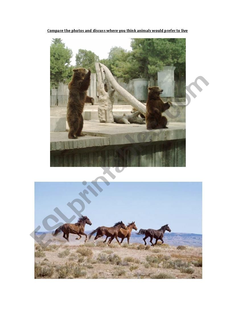 Animals photo comparison worksheet