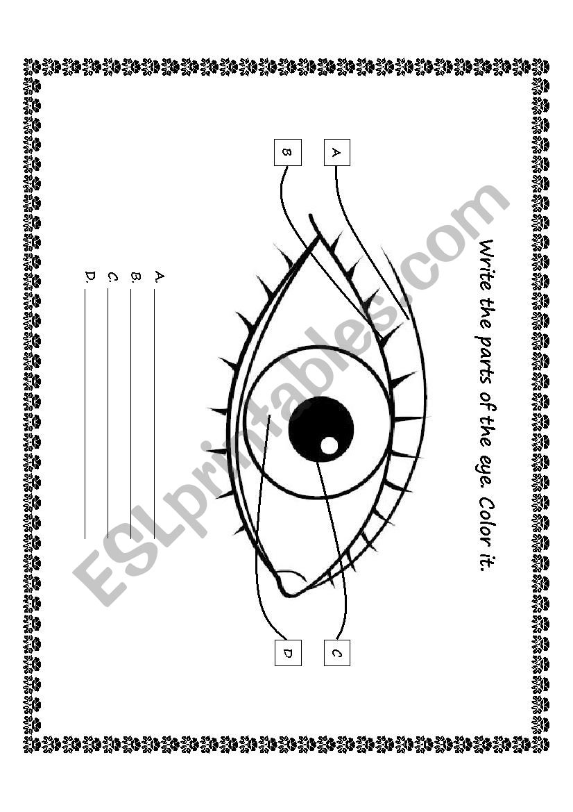 Parts of the Eye worksheet