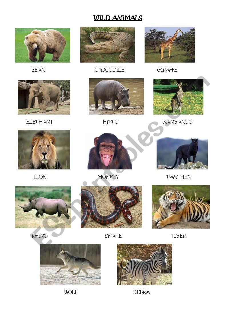 Wild Animals Presentation Esl Worksheet By Mari28