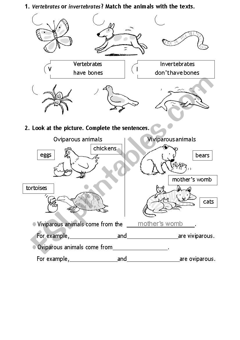 Vertebrates or invertebrates worksheet