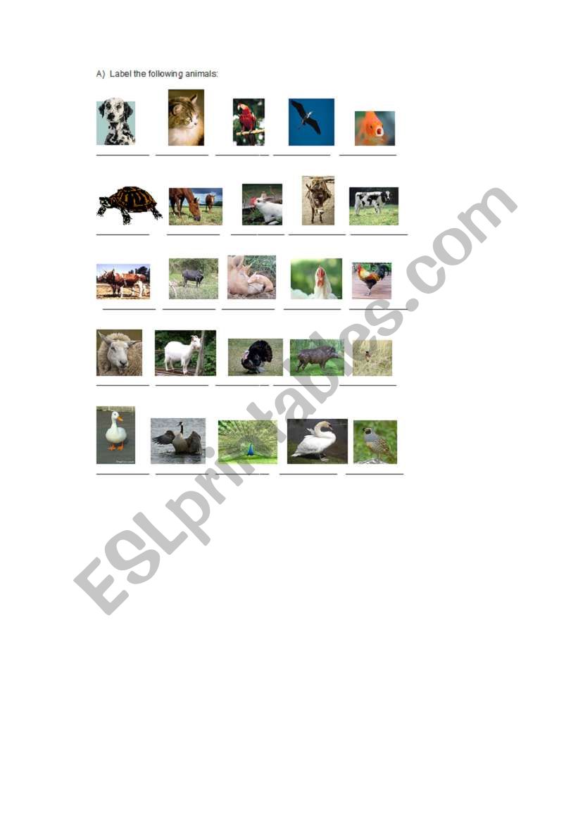 pets farm animals worksheet