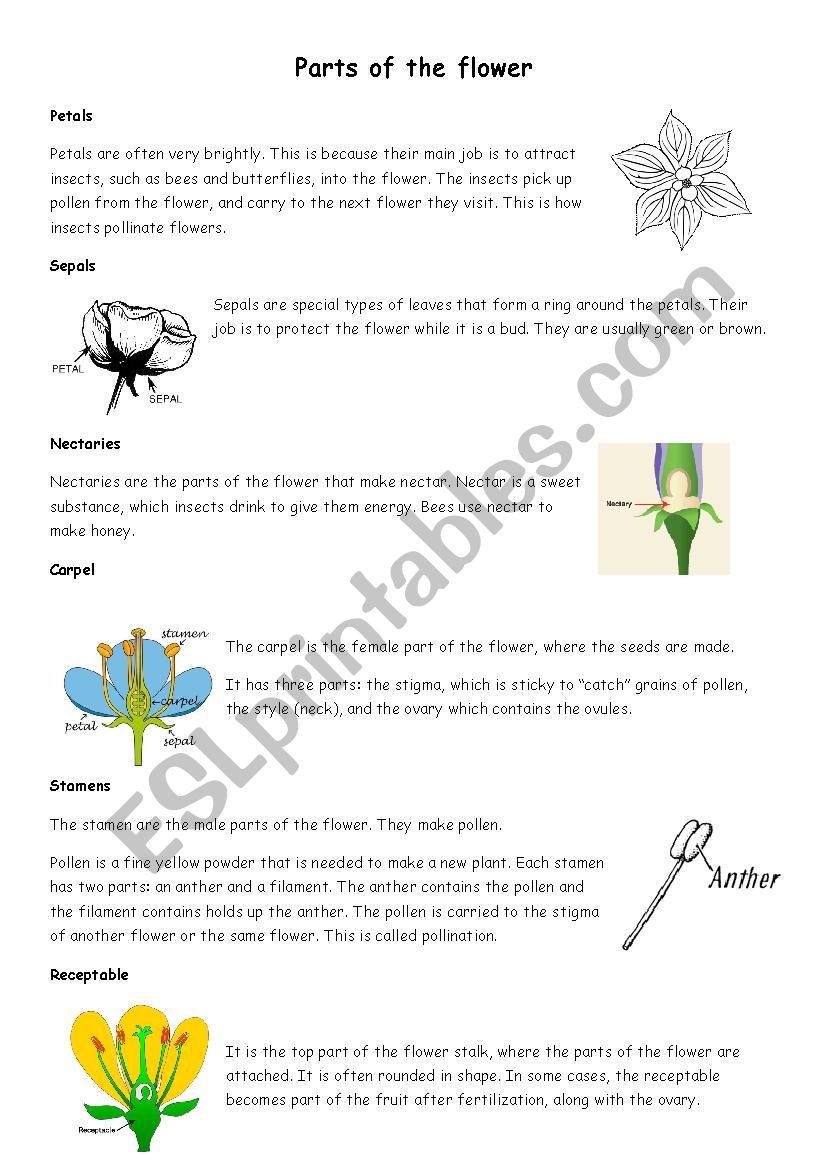 Parts of the flower worksheet