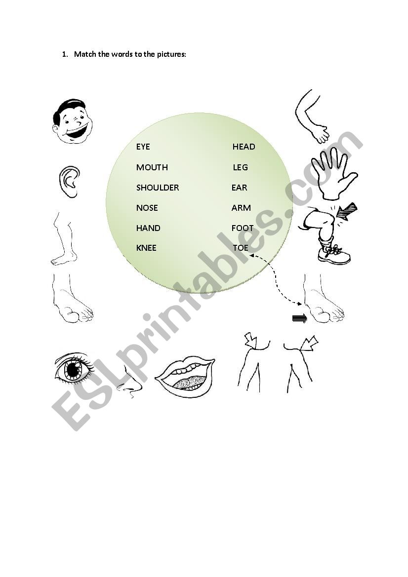 Parts of the body worksheet