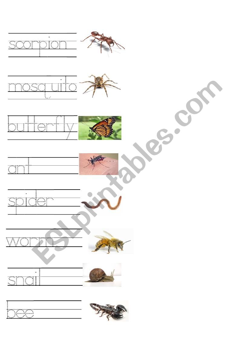 insect writing match worksheet