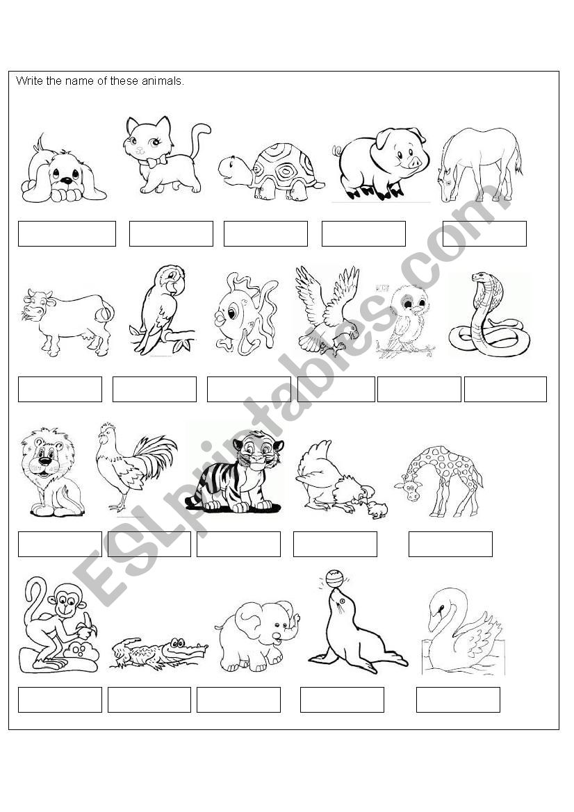 Animals worksheet