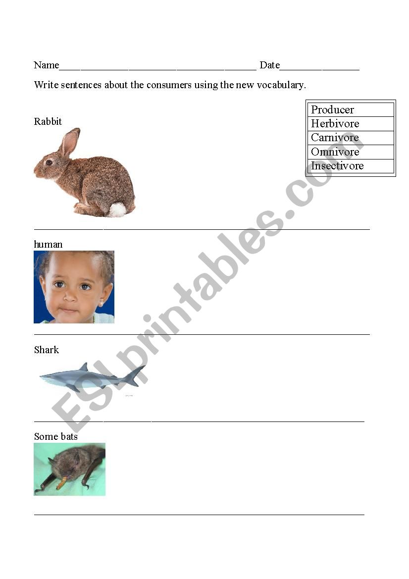 Food Chain Vocabulary Practice