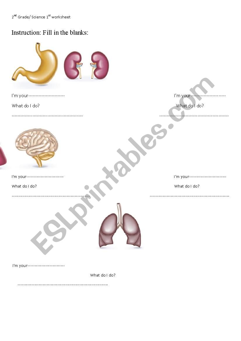 human organs worksheet