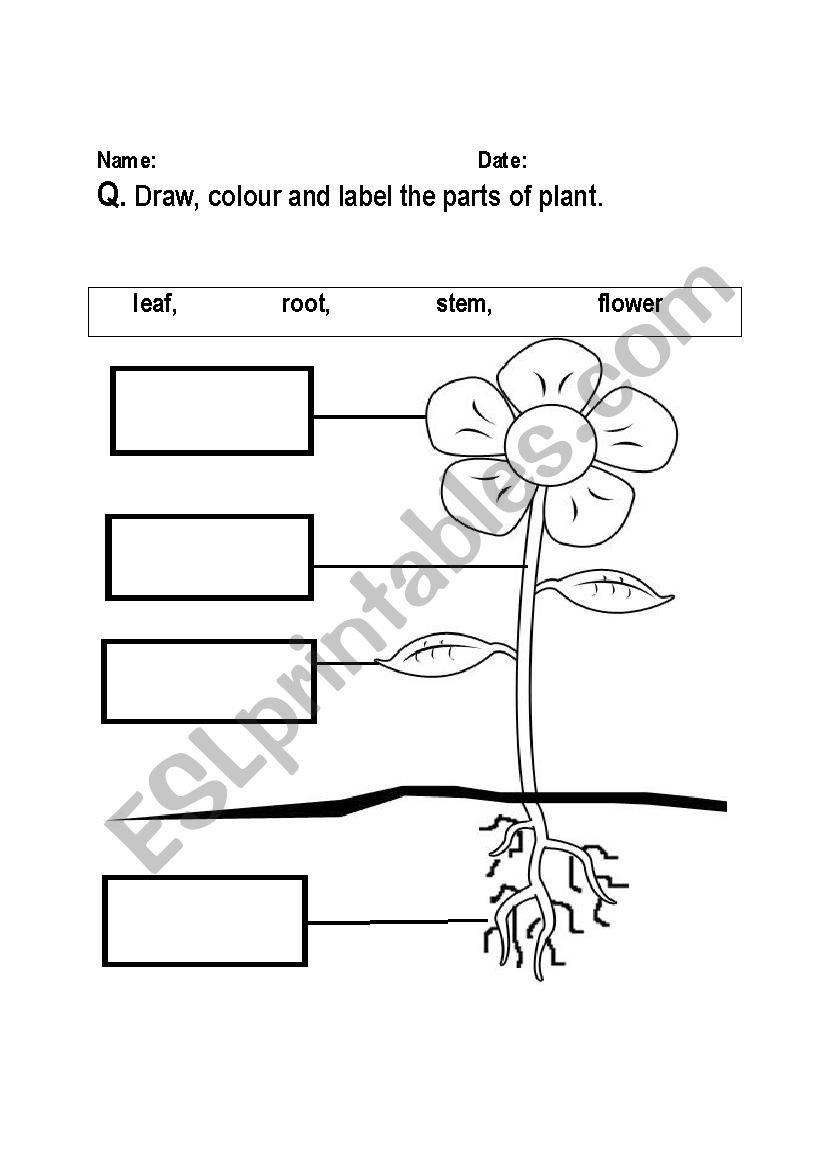 parts of plant labeling worksheet