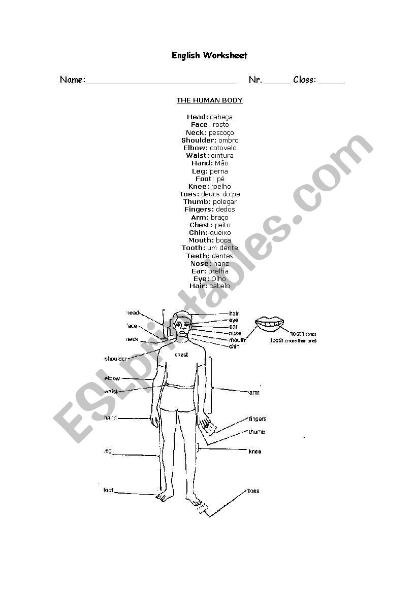 Human boby worksheet