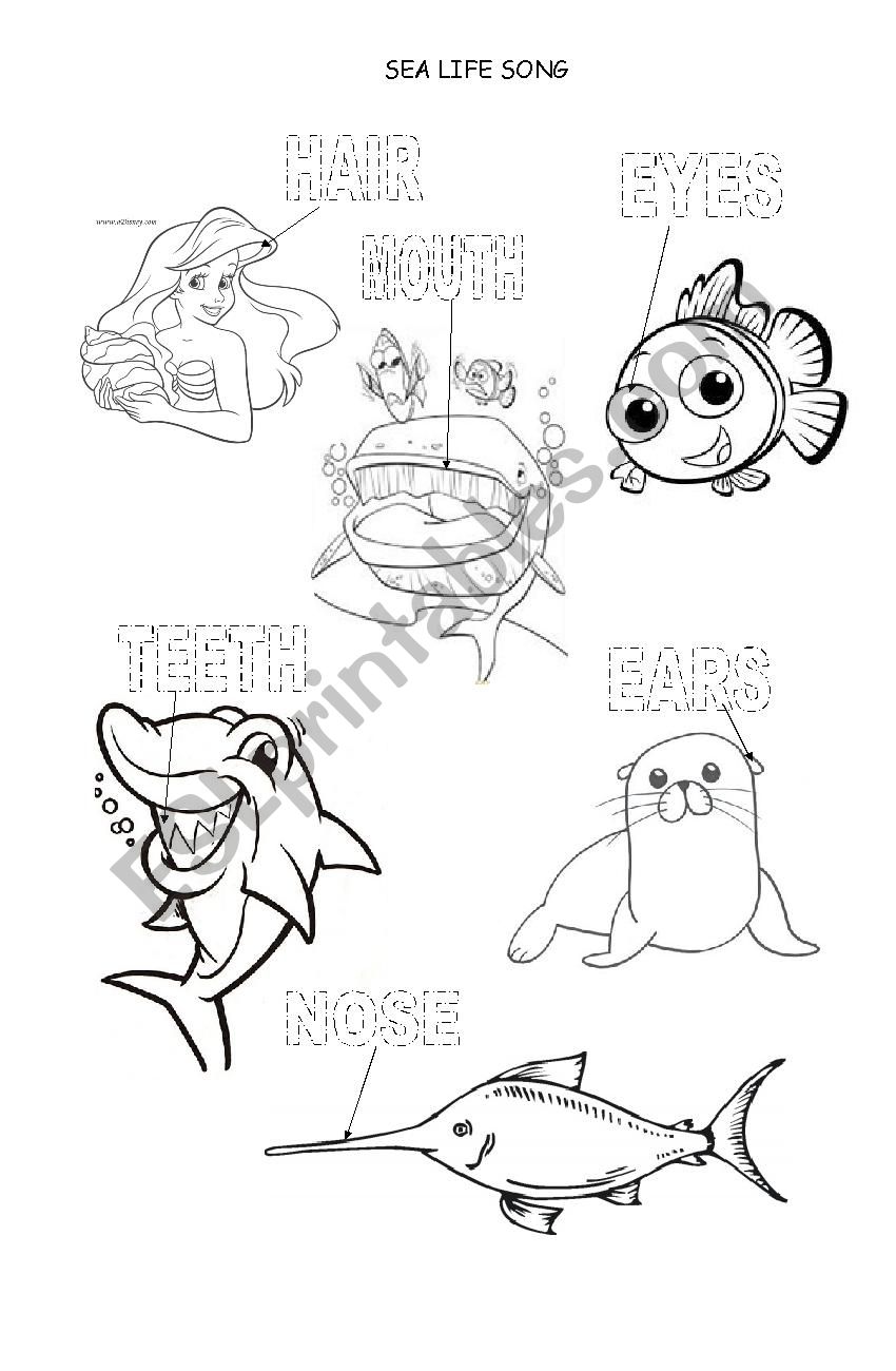 parts of the face worksheet