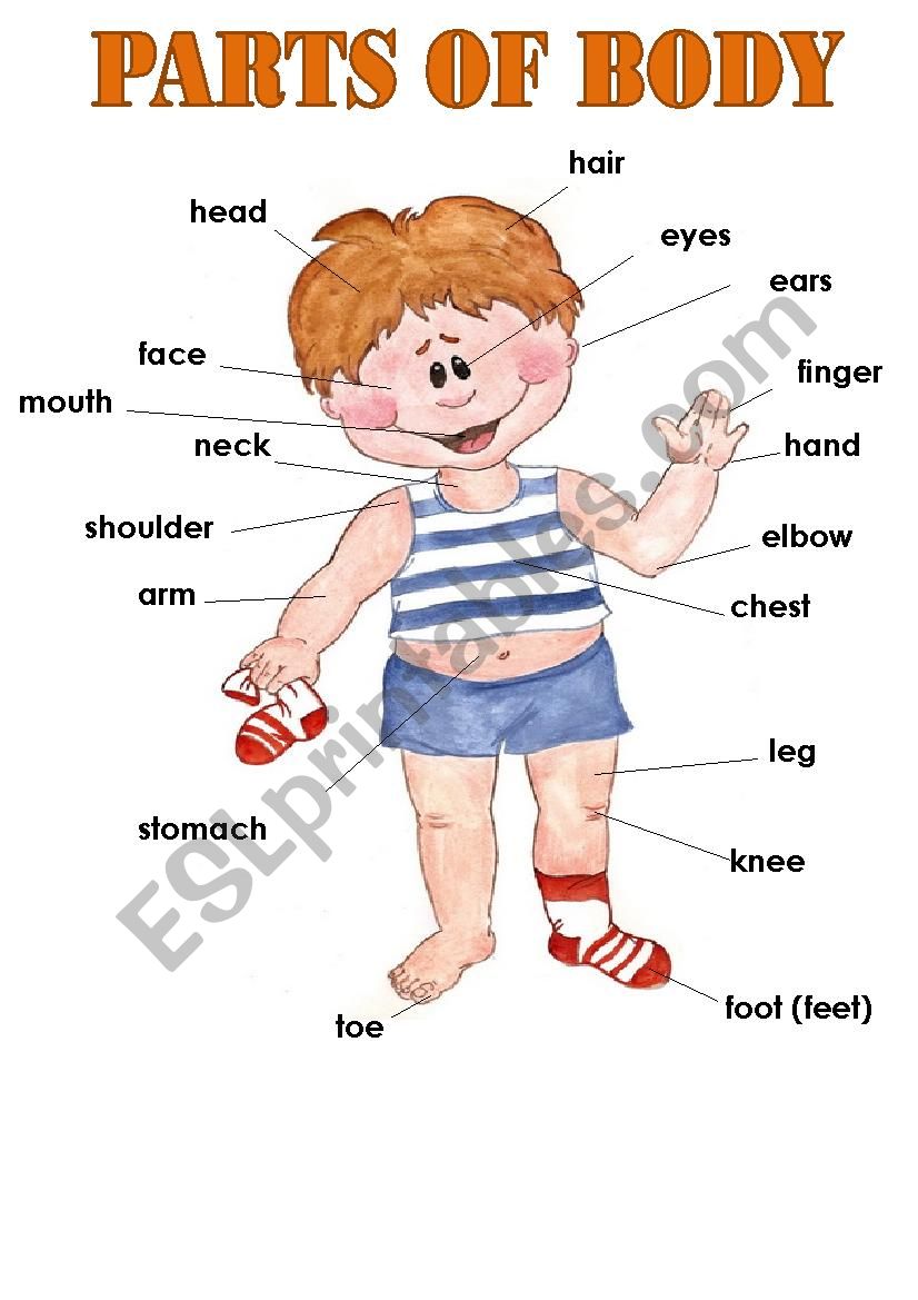 part of body worksheet