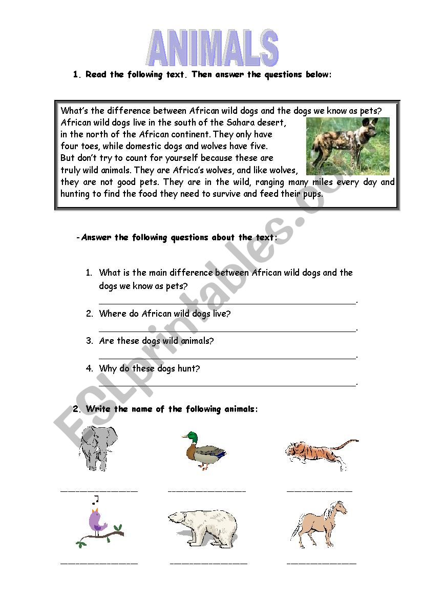 wild dogs worksheet