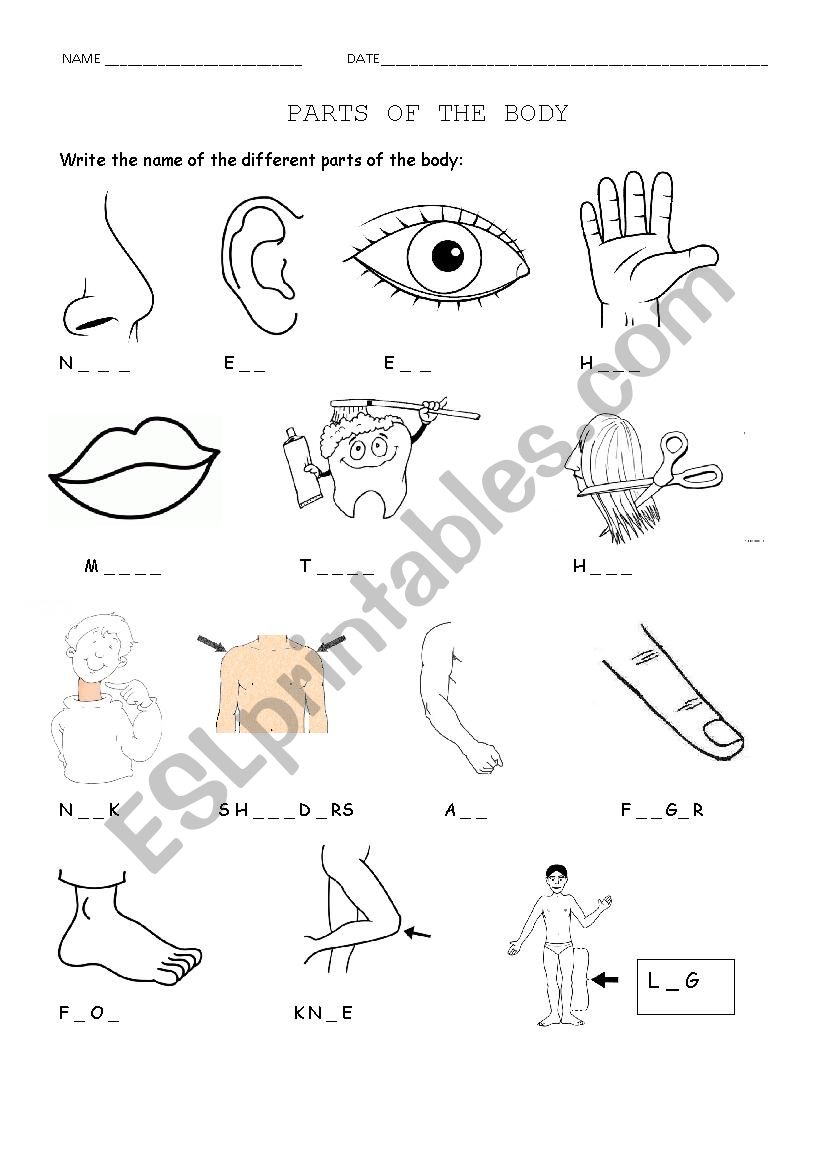 Parts of the body worksheet