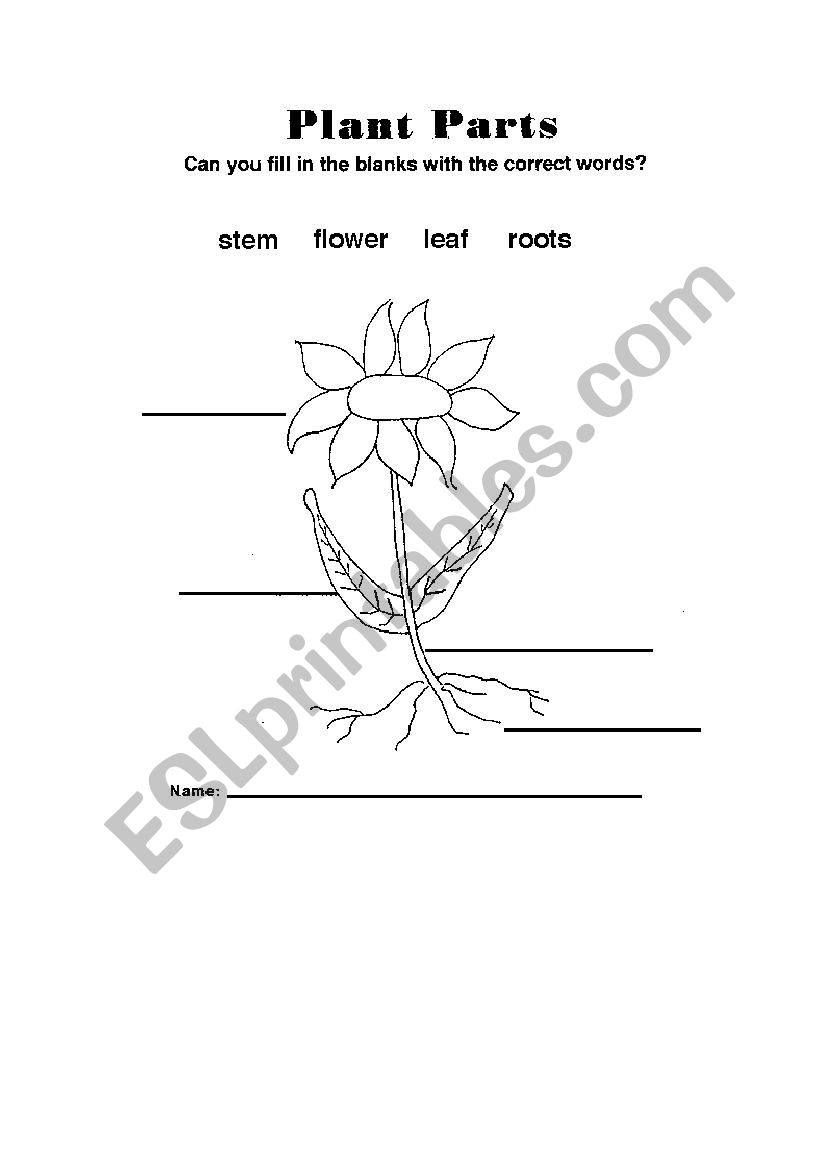  Plant Parts worksheet