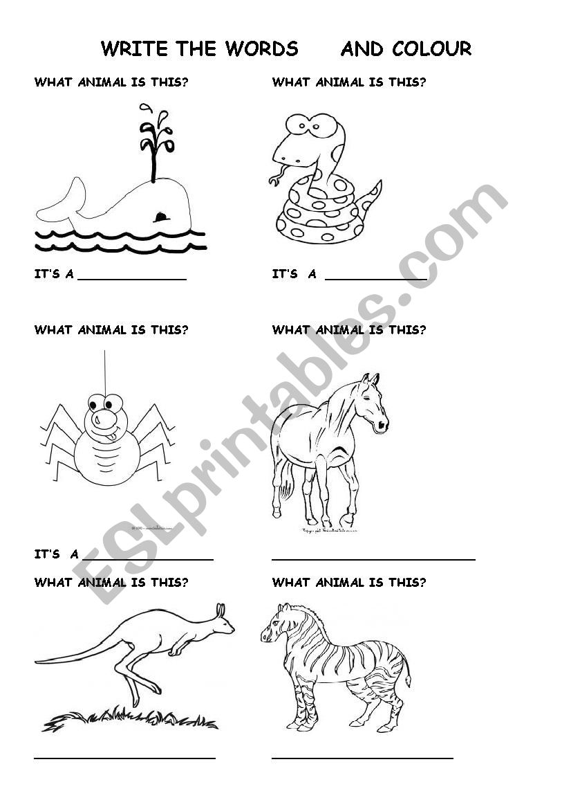 animals worksheet