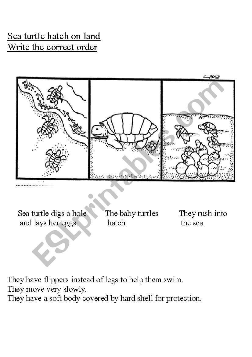 sea turtle worksheet