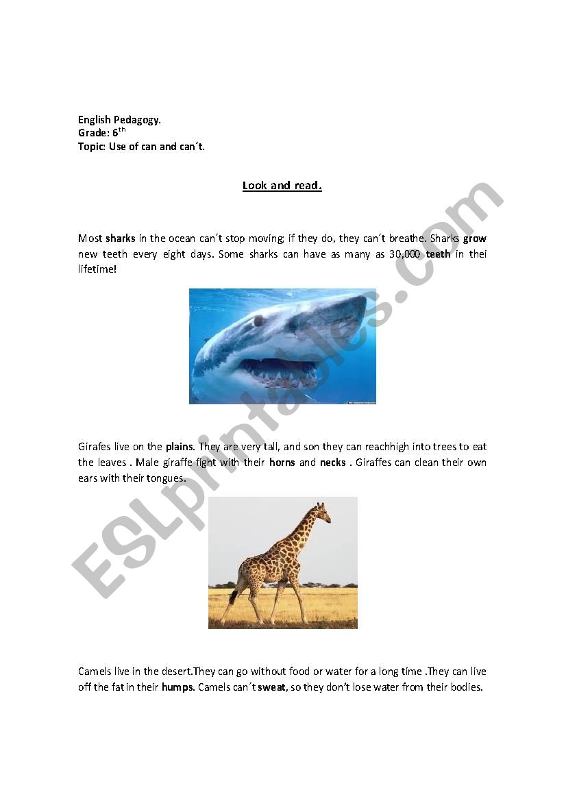 Animals worksheet
