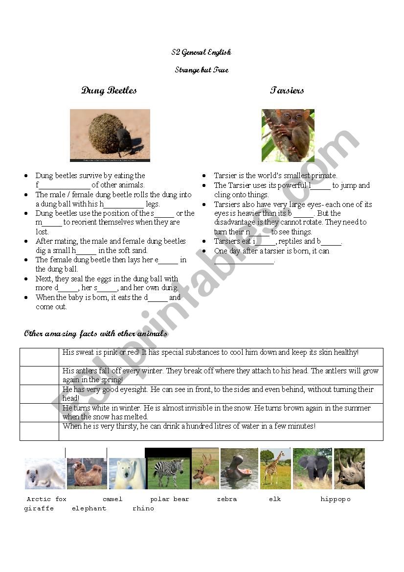 Amazing facts about animals worksheet