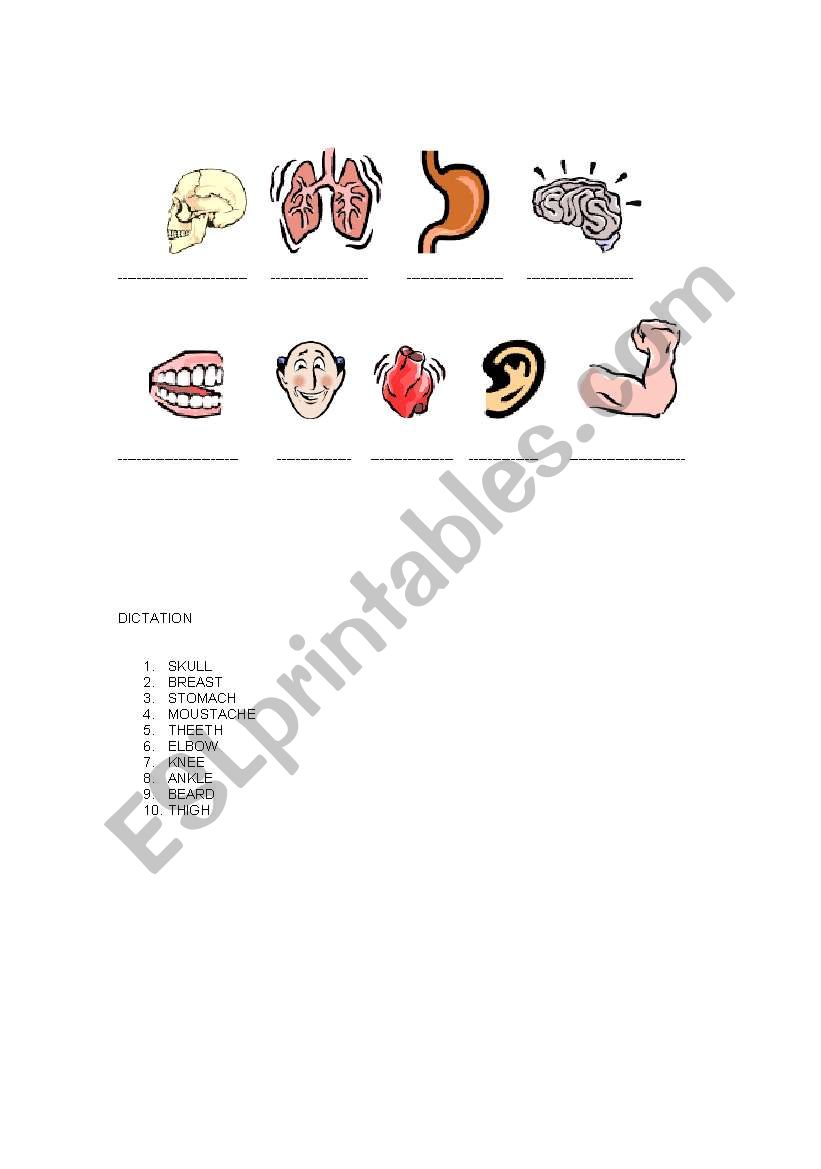 body parts worksheet