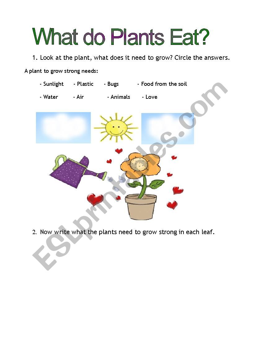 What do plants need to eat? worksheet