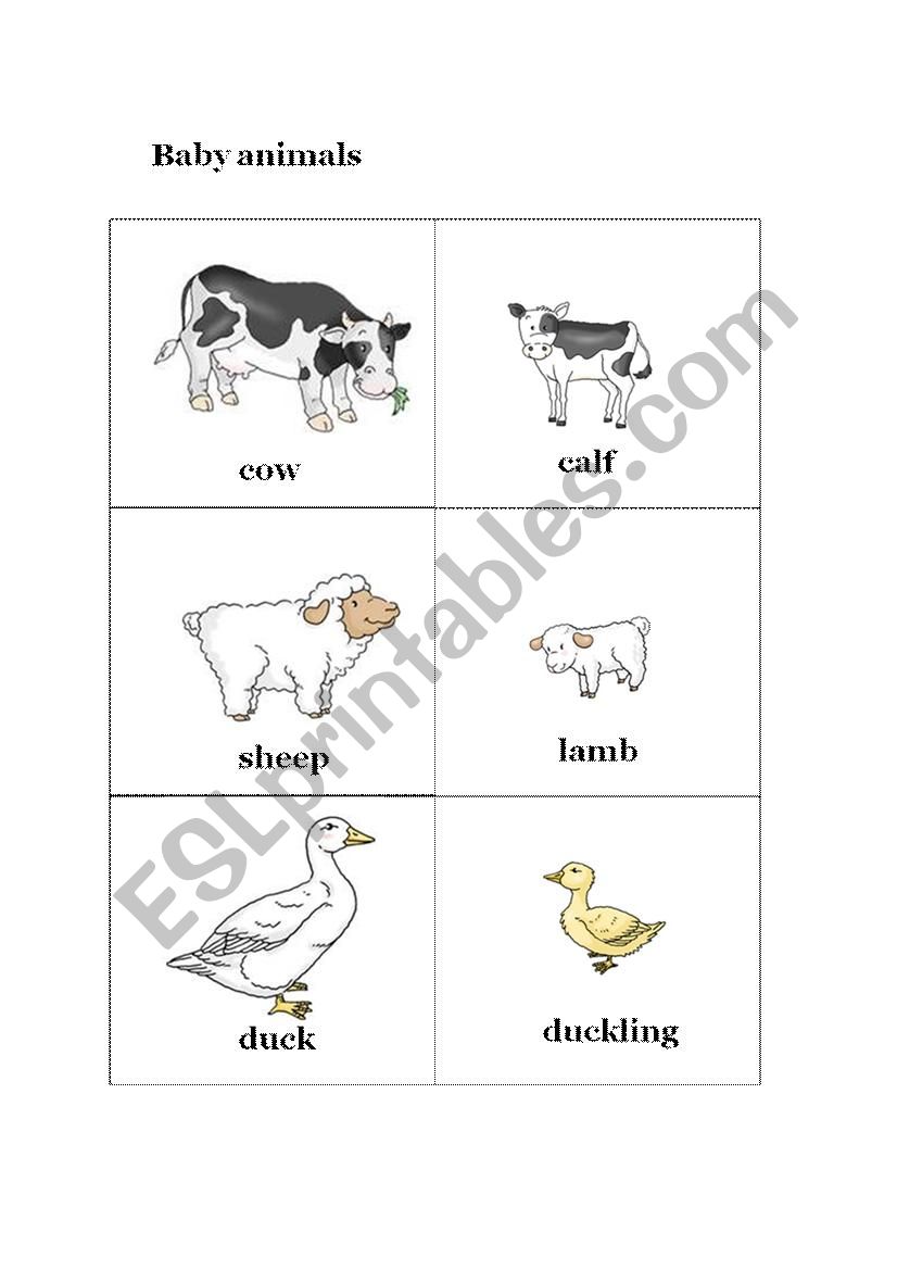 baby animals worksheet