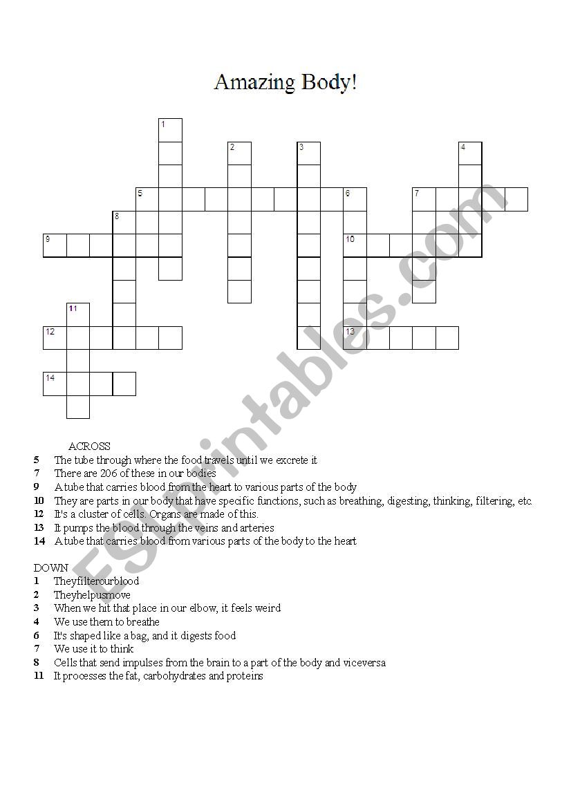 Amazing Body Crossword Puzzle worksheet