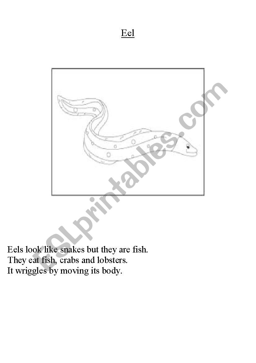 eel worksheet