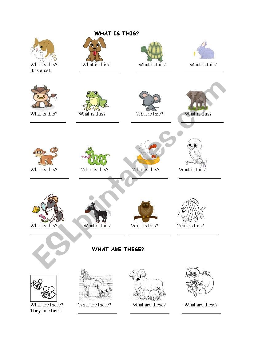 animals worksheet