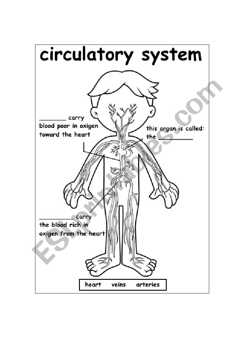 Circulatory System worksheet