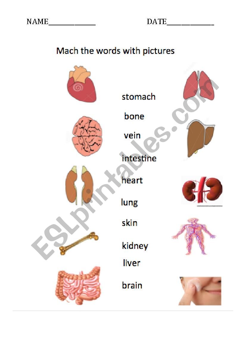 Intrernal parts of body worksheet