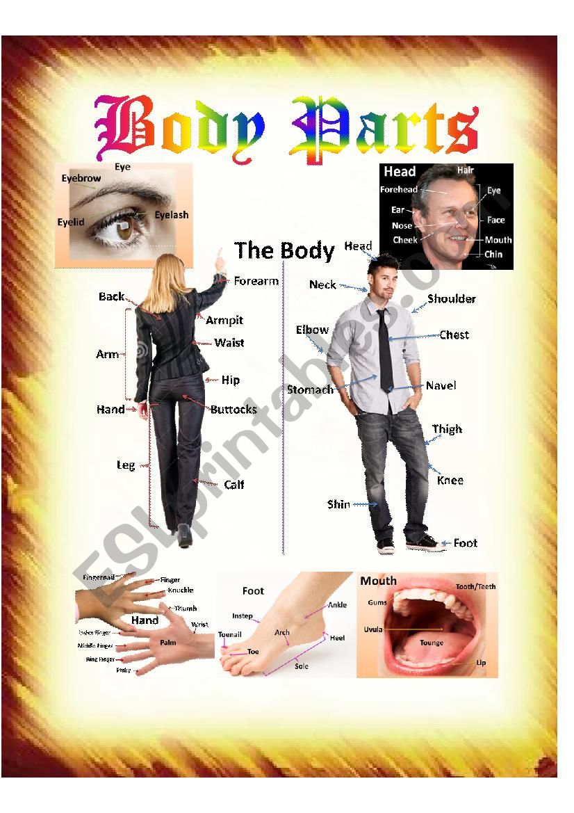 Body Parts worksheet