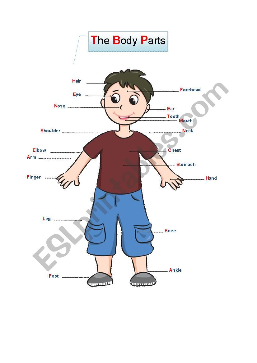 The Body Parts worksheet