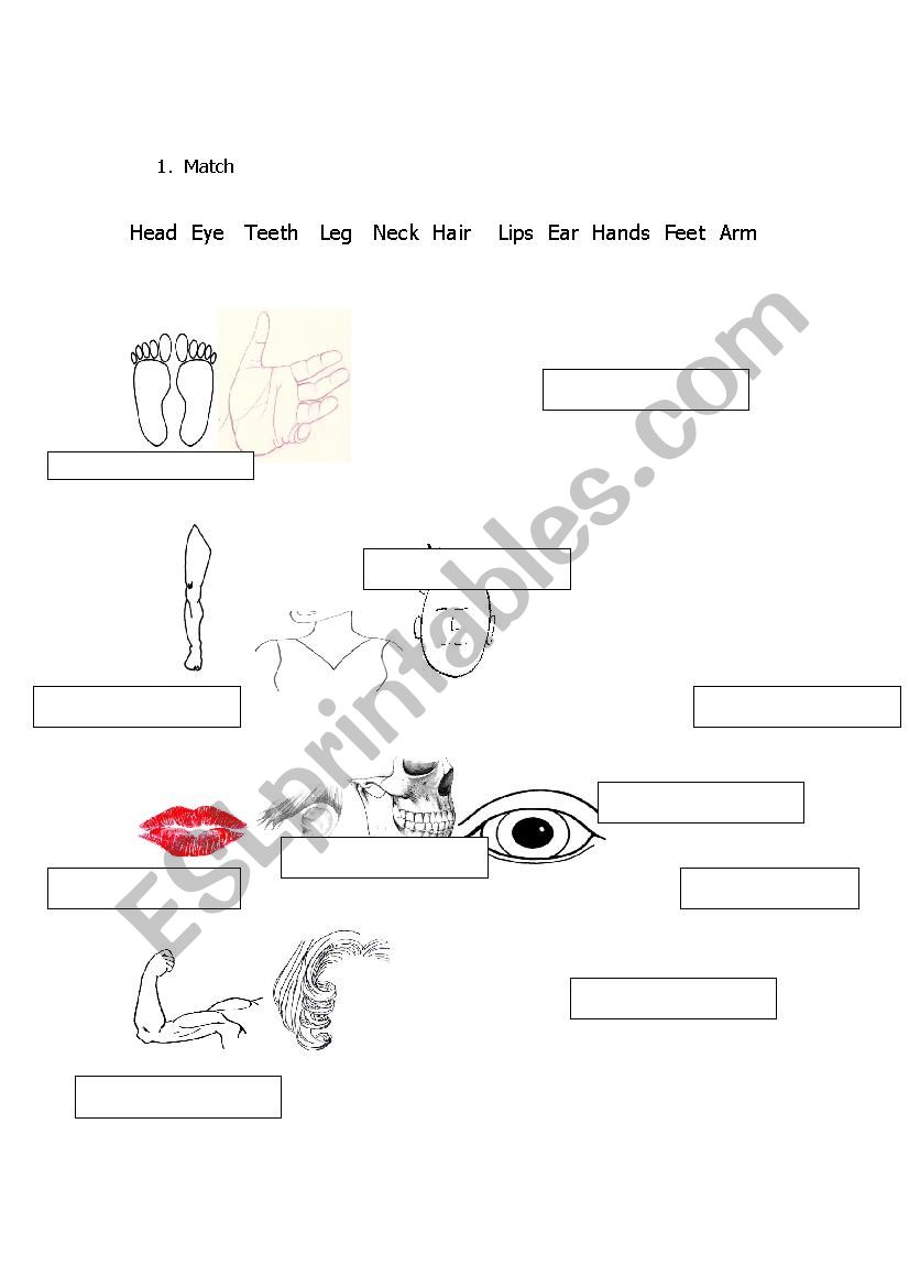 body worksheet