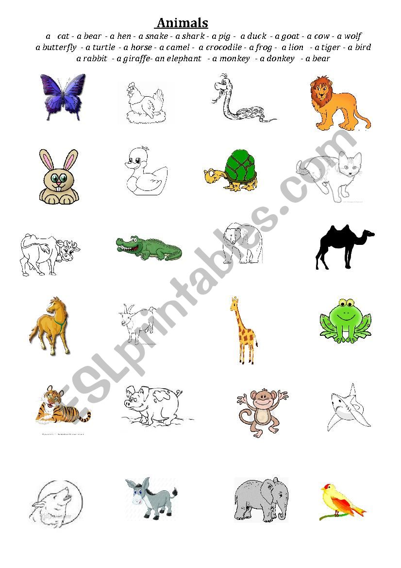 animals worksheet