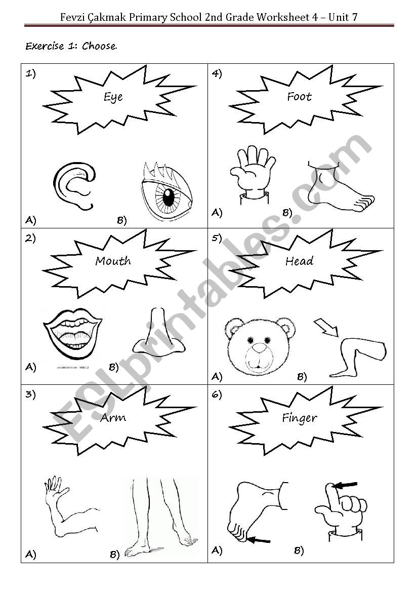 Body Parts Worksheet worksheet