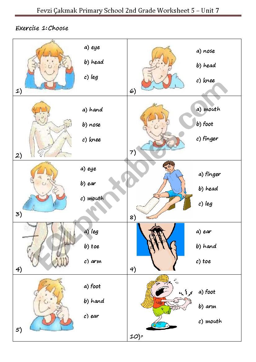 Body Parts Worksheet 2 worksheet