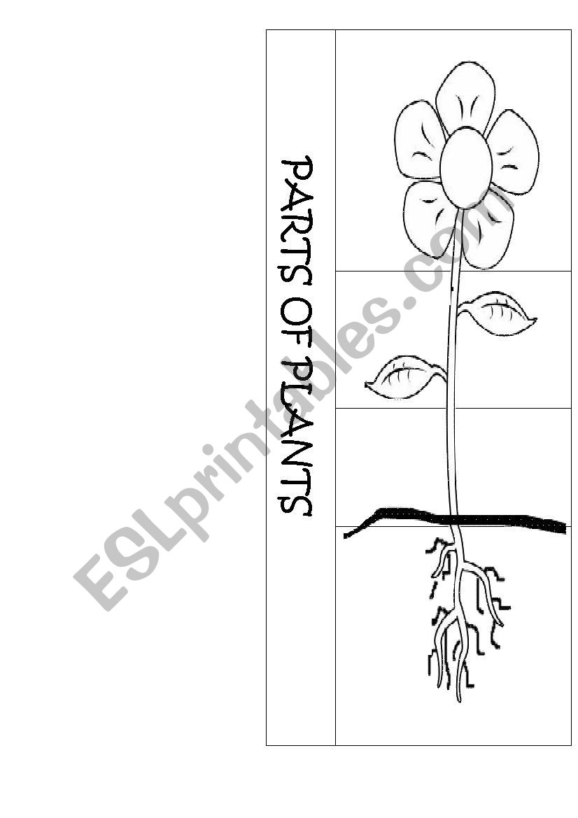 Plant parts worksheet