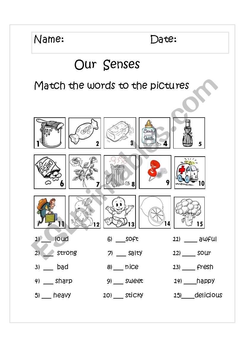 Our senses worksheet