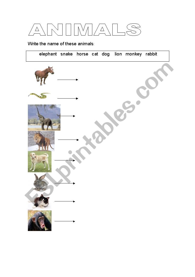 Animals worksheet