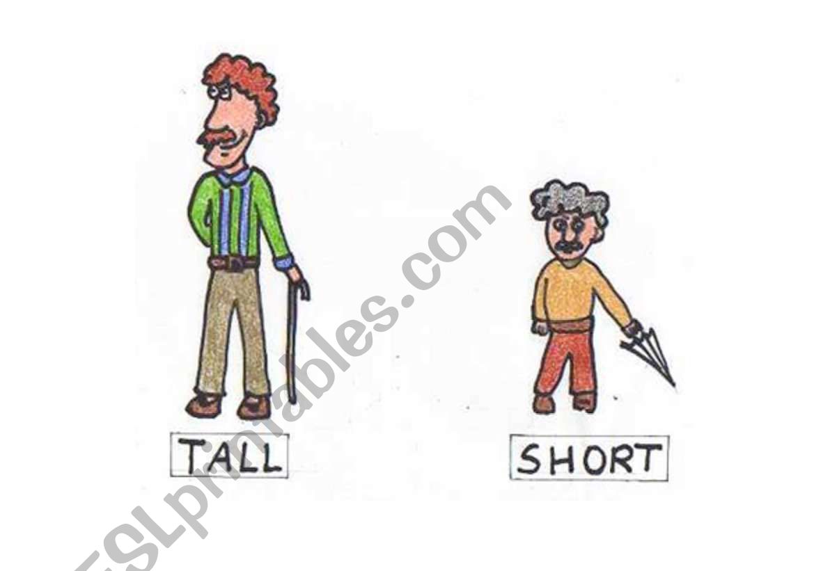 opposites: tall - short flashcard