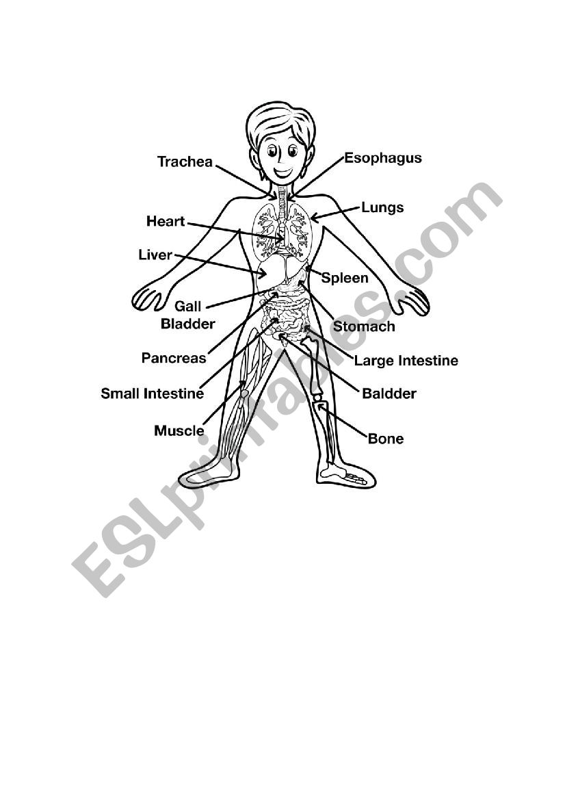 HUMAN BODY INSIDE PARTS worksheet